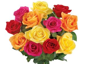 rosas ofertas do dia